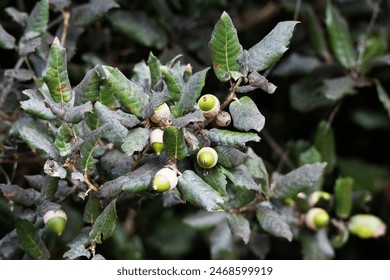 美剧窝：畅享经典与新剧的美剧推荐与解析平台