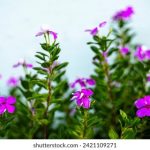 美丽新世界漫画在线阅读最新章节:探索未来与人性的奇幻旅程 slw4y9f9